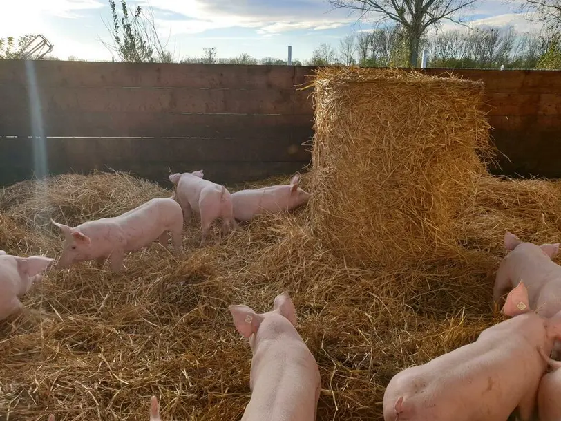 Metzgerei und Landwirtschaft Volz  in Biebesheim